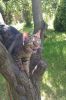 kot ryś na drzewie